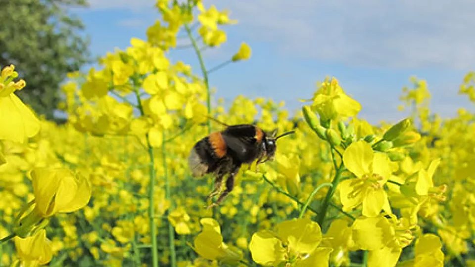 Bumble bee (Bombus terrestris) queen flying in one of the oilseed rape fields. Photo: Maj Rundlöf