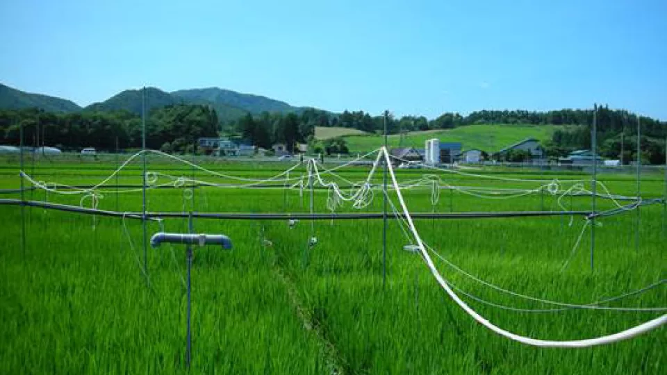 Rice in Japan. Photo: Kazuhiko Kobayashi