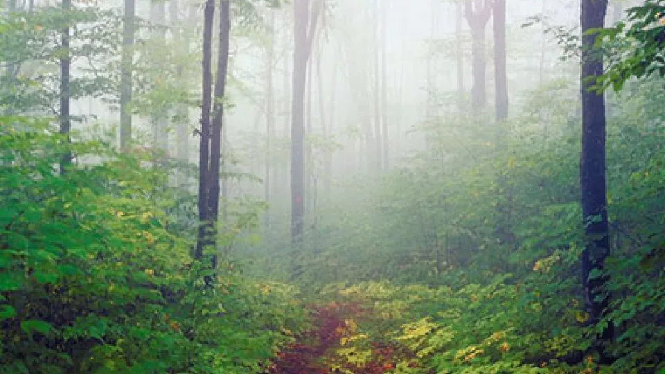A forest in a foggy light, there is both green bushes and tall trees with a smal path in the middle. Photo.