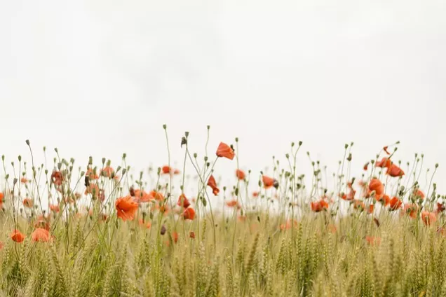 Poppies in a field. Photo: Pixabay.