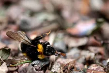 A dead bumblebee laying on the ground. Photograph.