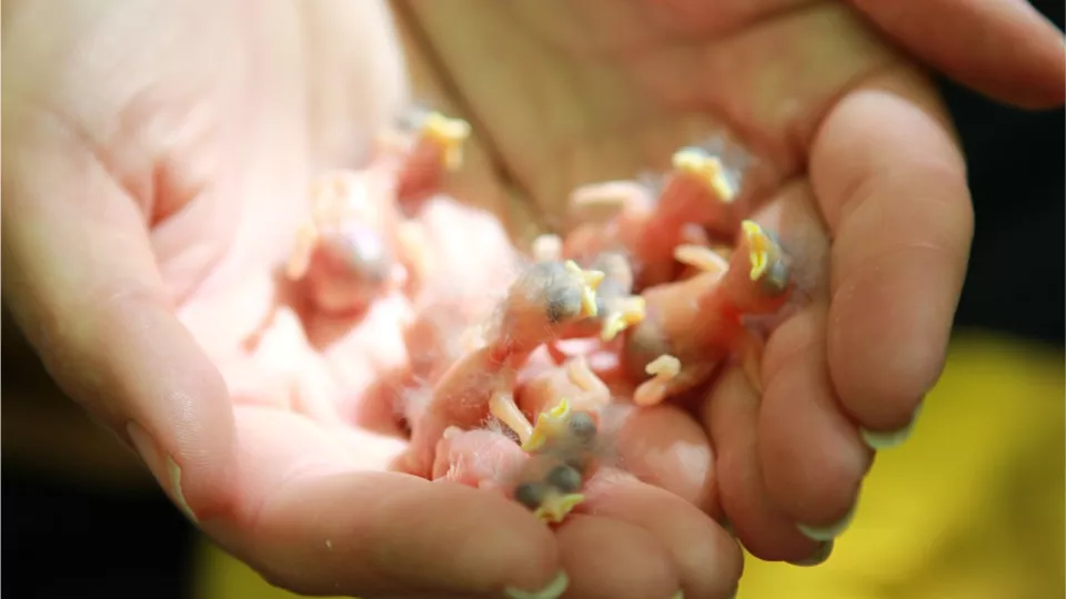 Newly hatched birds in a human hand