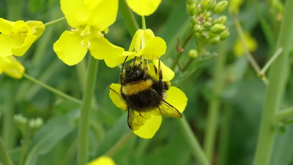 A bumblebee sits on a yellow flower. Photograph.