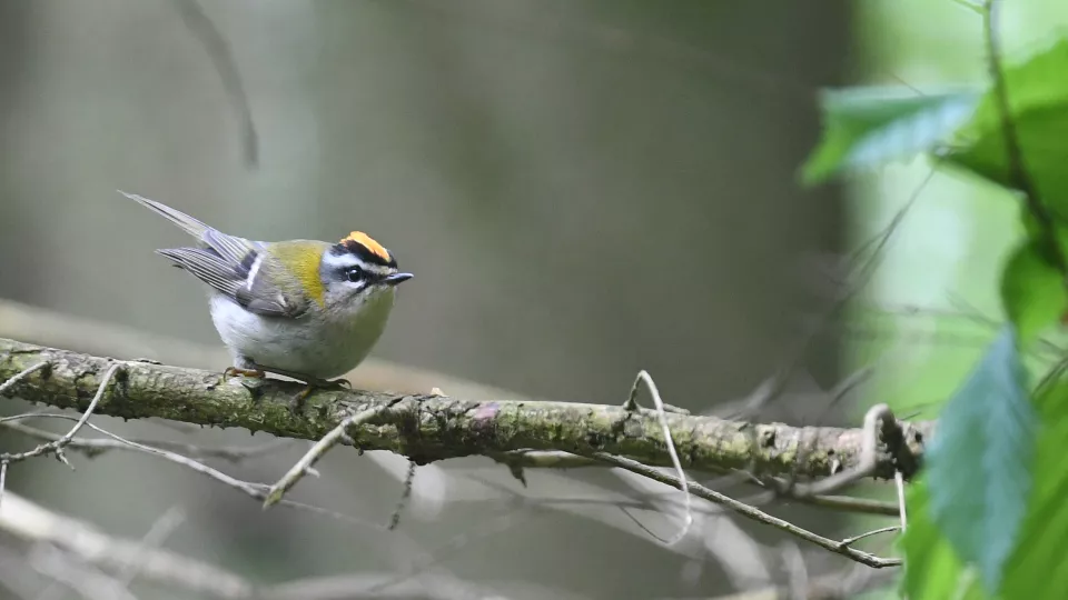 A bird (common firecrest) sitting on a branch. Photograph.