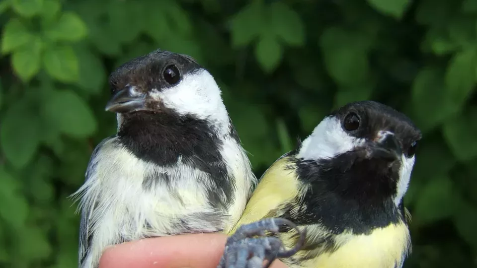 Two urban great tits sits on a human hand. One of the birds are paler than the other.
