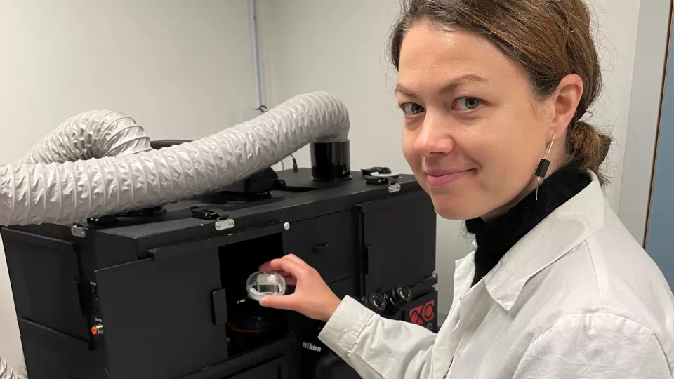 Researcher Milda Pucetaite puts a transparent soil chip with fungi hyphae
