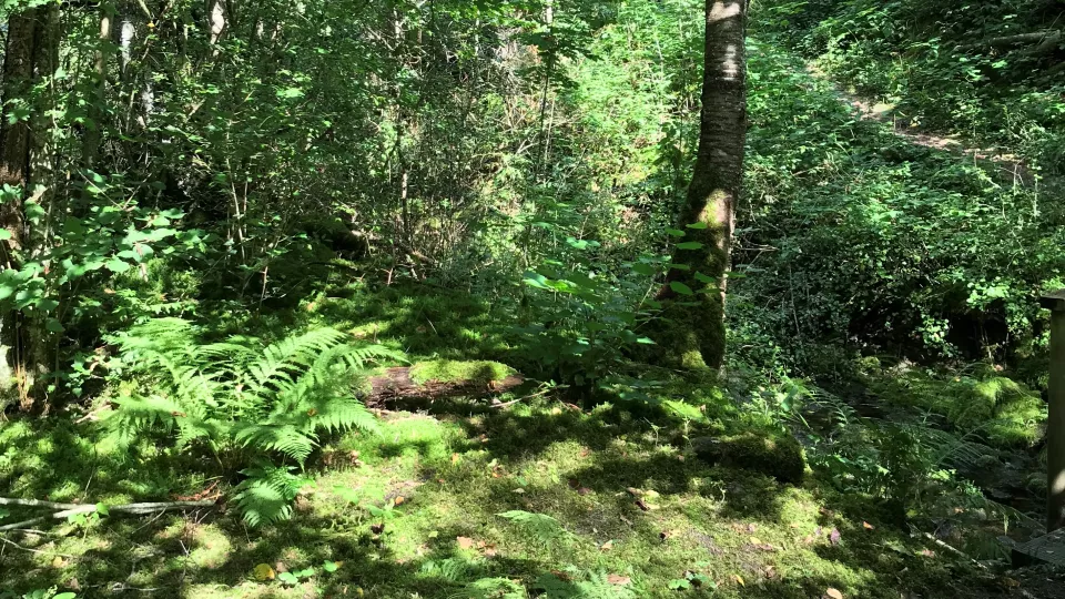 Fotografi av grönskande skogsområde