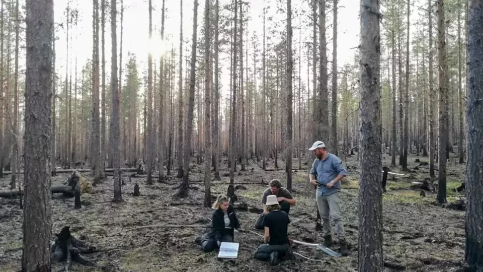 People working with a field study in a forest