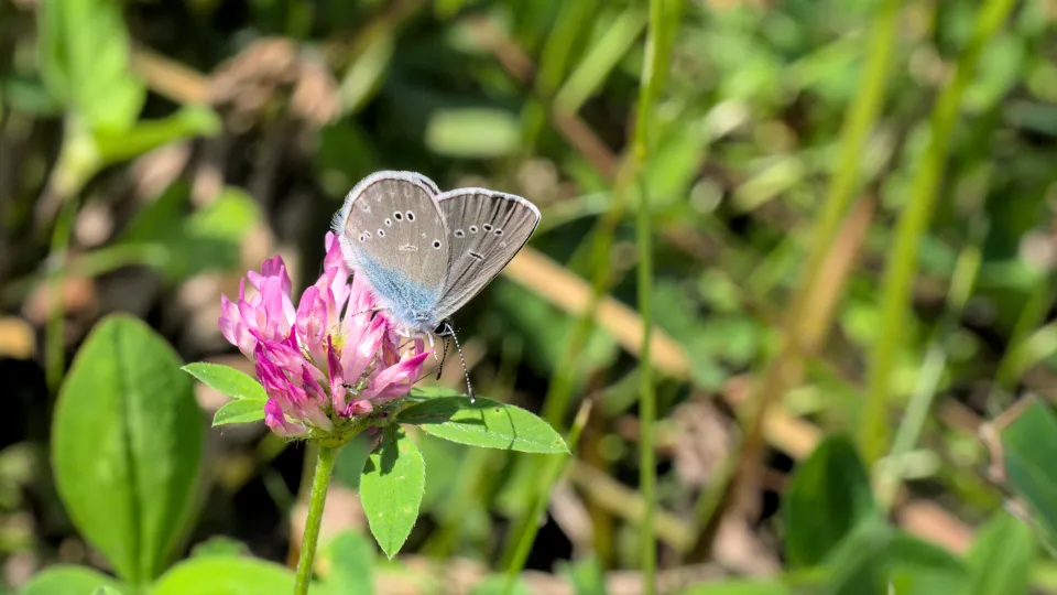 A Mazarine Blue drinking nectar from a pink flower.