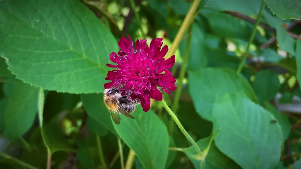 Bumble bee covered in pollen drinking nectar from a pink flower