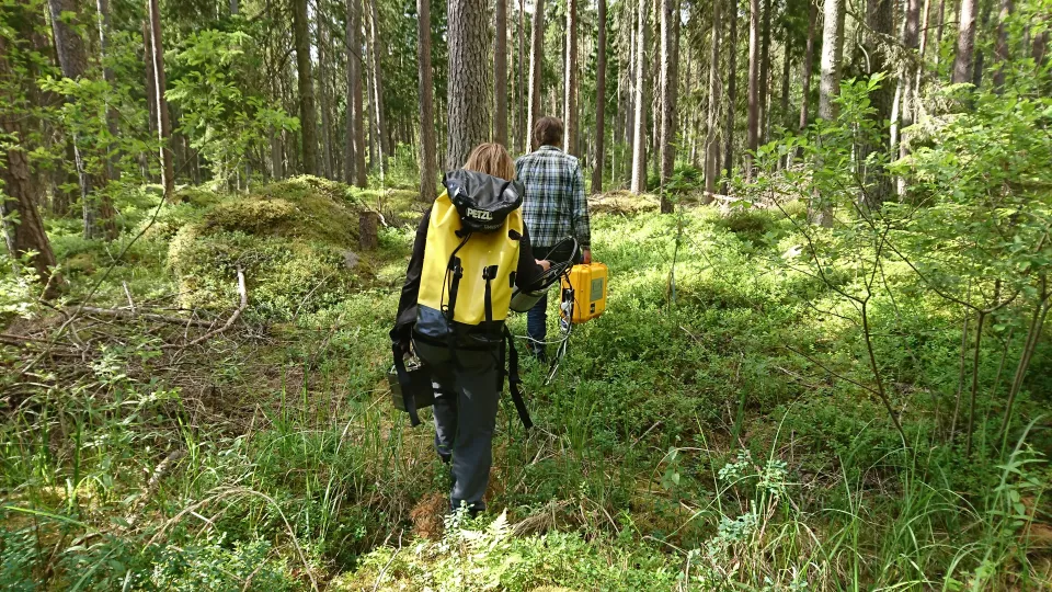Norunda forest. The back of a women carring a yellow backpack and the back of a man in a checked shirt walking in blueberrry thicket. Photo.