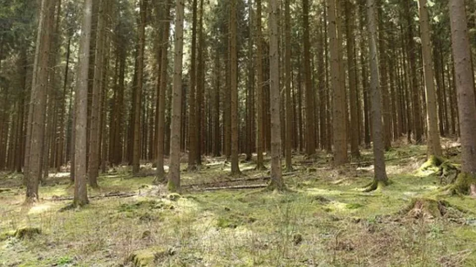 Cultured conifer forest with green moss on the ground. Photo.