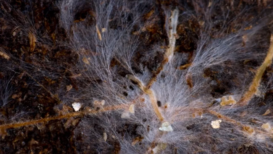 Mycorrhiza fungi and tree roots. Photo: LU, Gunnar Menander