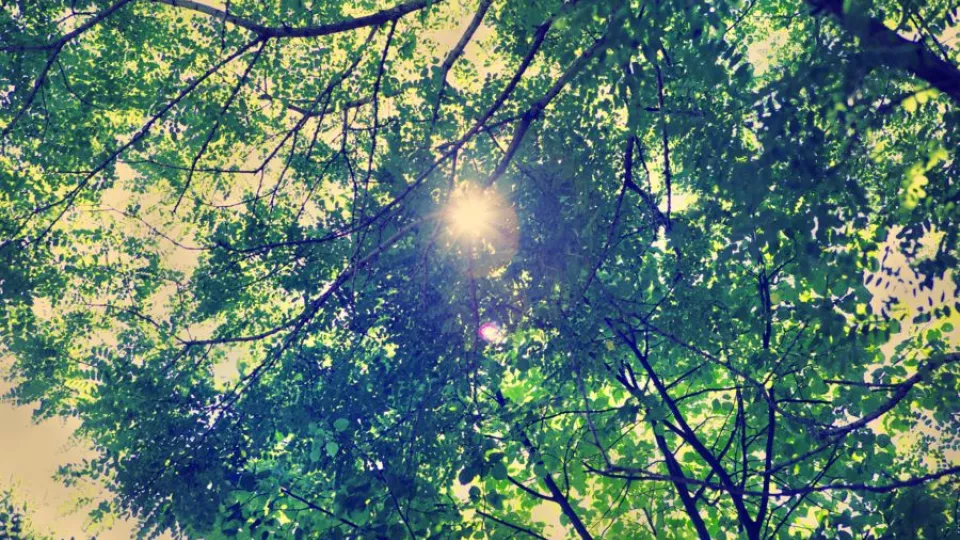View towards the treetops and the sun. Photo.