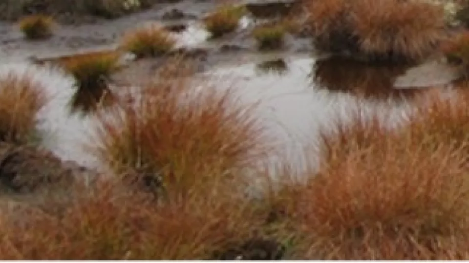 Peatland, water and brownish turfs. Photo.