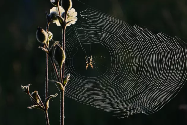 A spider sitting in its web. Picture