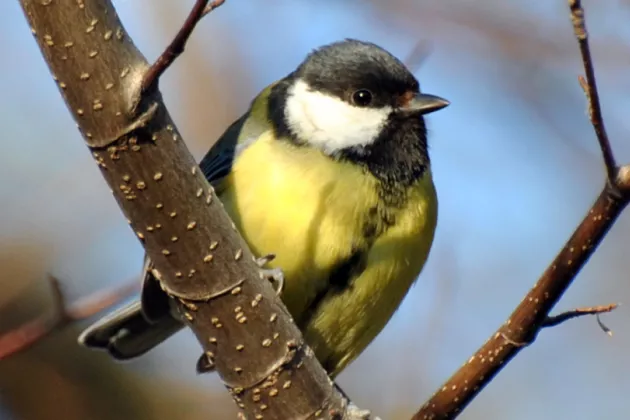 Small bird sits o a tree branch