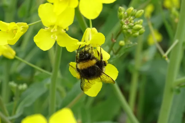 A bumblebee sits on a yellow flower. Photograph.