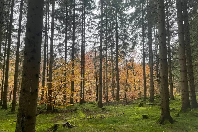 A photo of a forest.