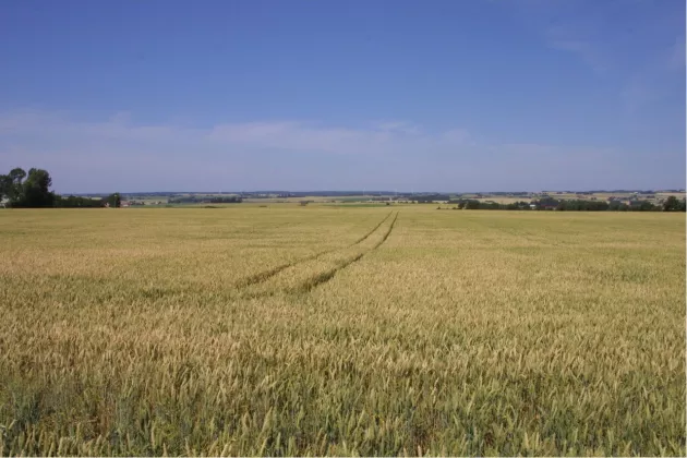 Picture of a monocultural agricultural landscape
