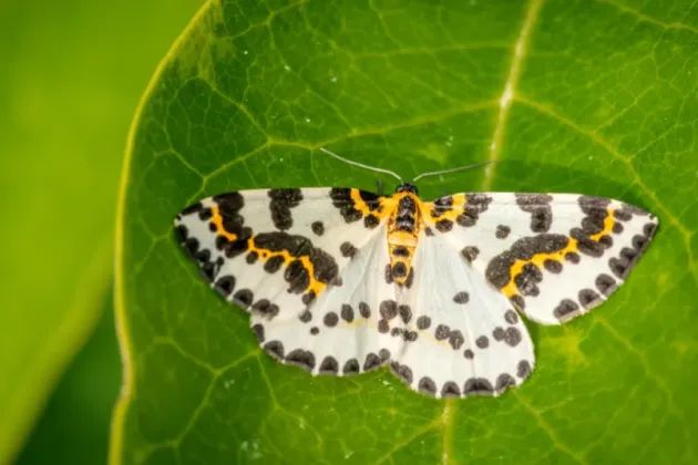 Close up off butterfly