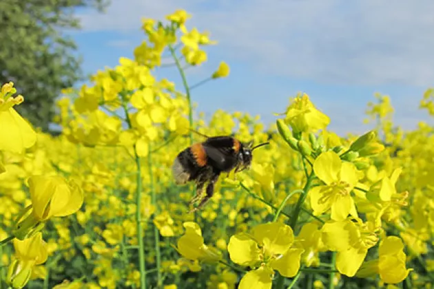 Bumble bee (Bombus terrestris) queen flying in one of the oilseed rape fields. Photo: Maj Rundlöf