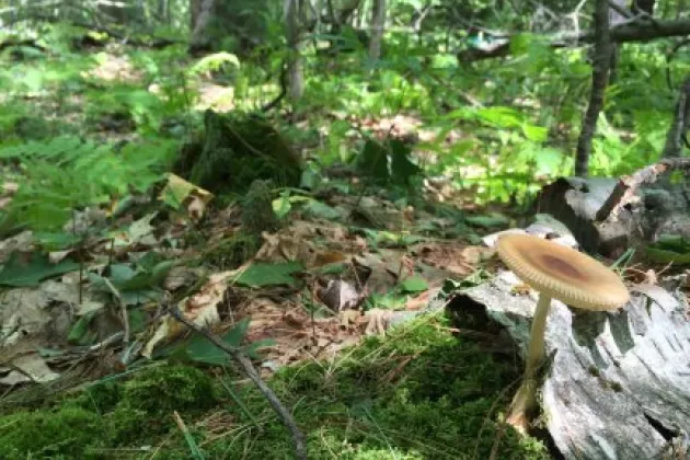 A photo close to the ground in a forest with a mushroom on the right. Photo.
