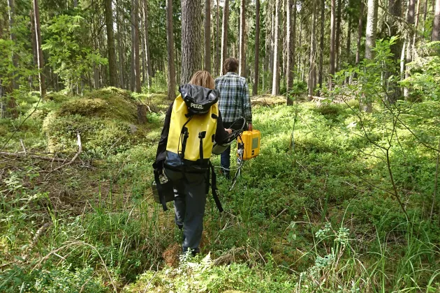Norunda forest. The back of a women carring a yellow backpack and the back of a man in a checked shirt walking in blueberrry thicket. Photo.