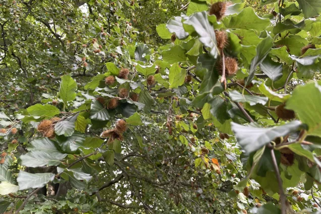 A beech tree. Photograph