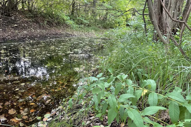 Creek running outside the house of ecology in Lund