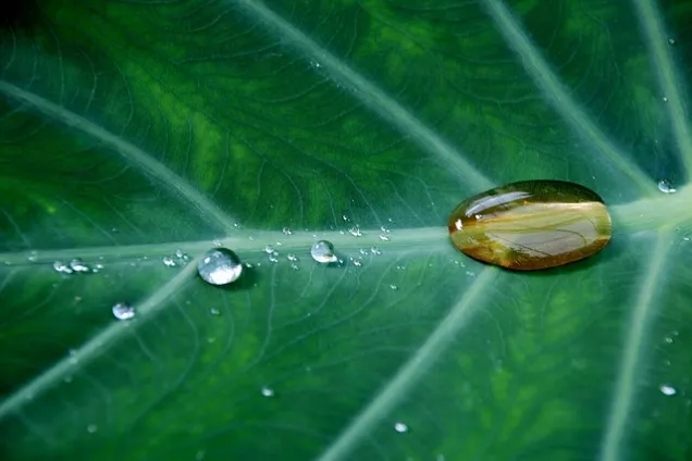 Drops of water on a green leaf. Photo: Pixabay.