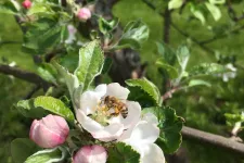 Honey bee (Apis mellifera) collecting pollen and nectar from an apple flower in a Scanian apple orchard in May. Photographer: Maj Rundlöf