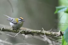 A bird (common firecrest) sitting on a branch. Photograph.