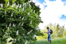 A woman looking at a blooming chestnut tree. Photograph.