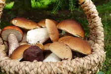 basket with mushrooms. Photo.