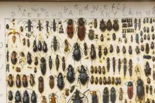 Picture of a collection of beetles