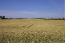 Picture of a monocultural agricultural landscape
