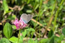 A Mazarine Blue drinking nectar from a pink flower.