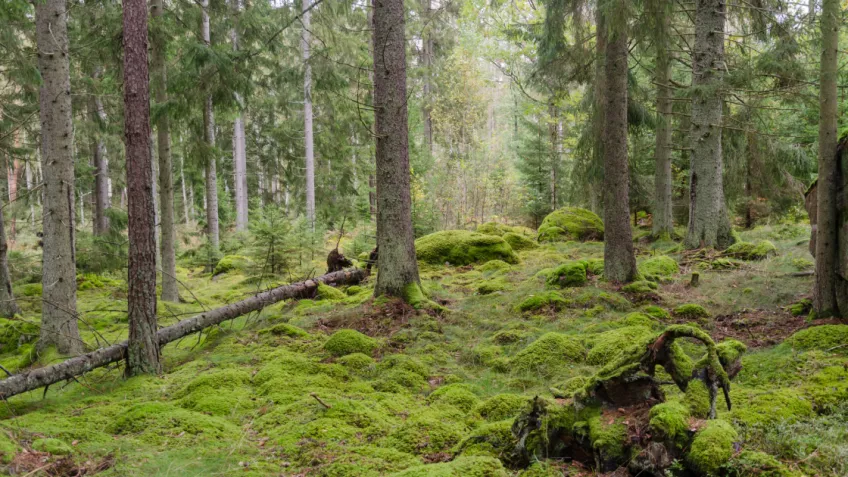 boreal forest with green mosses on the ground. Photo.