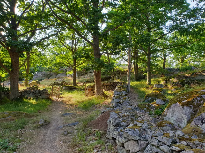 Naturereserve with forest, cairn and a gate by a path. Photo.