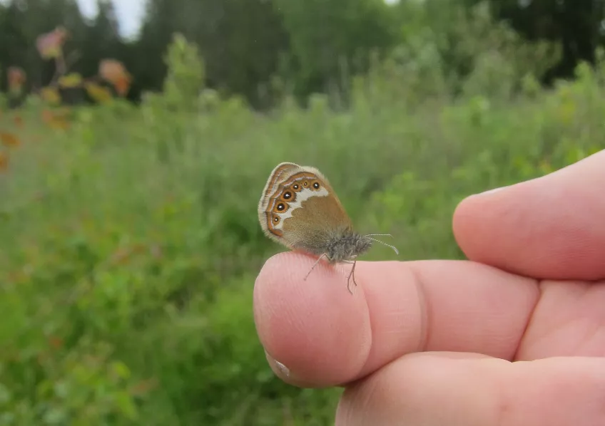 A Scarce Heath sits on a human finger in a clearcut