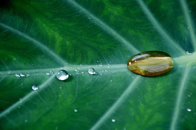 Drops of water on a green leaf. Photo: Pixabay.