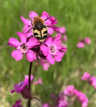A small beetle (Eurasian bee beetle) sits on a pink flower (sticky catchfly)